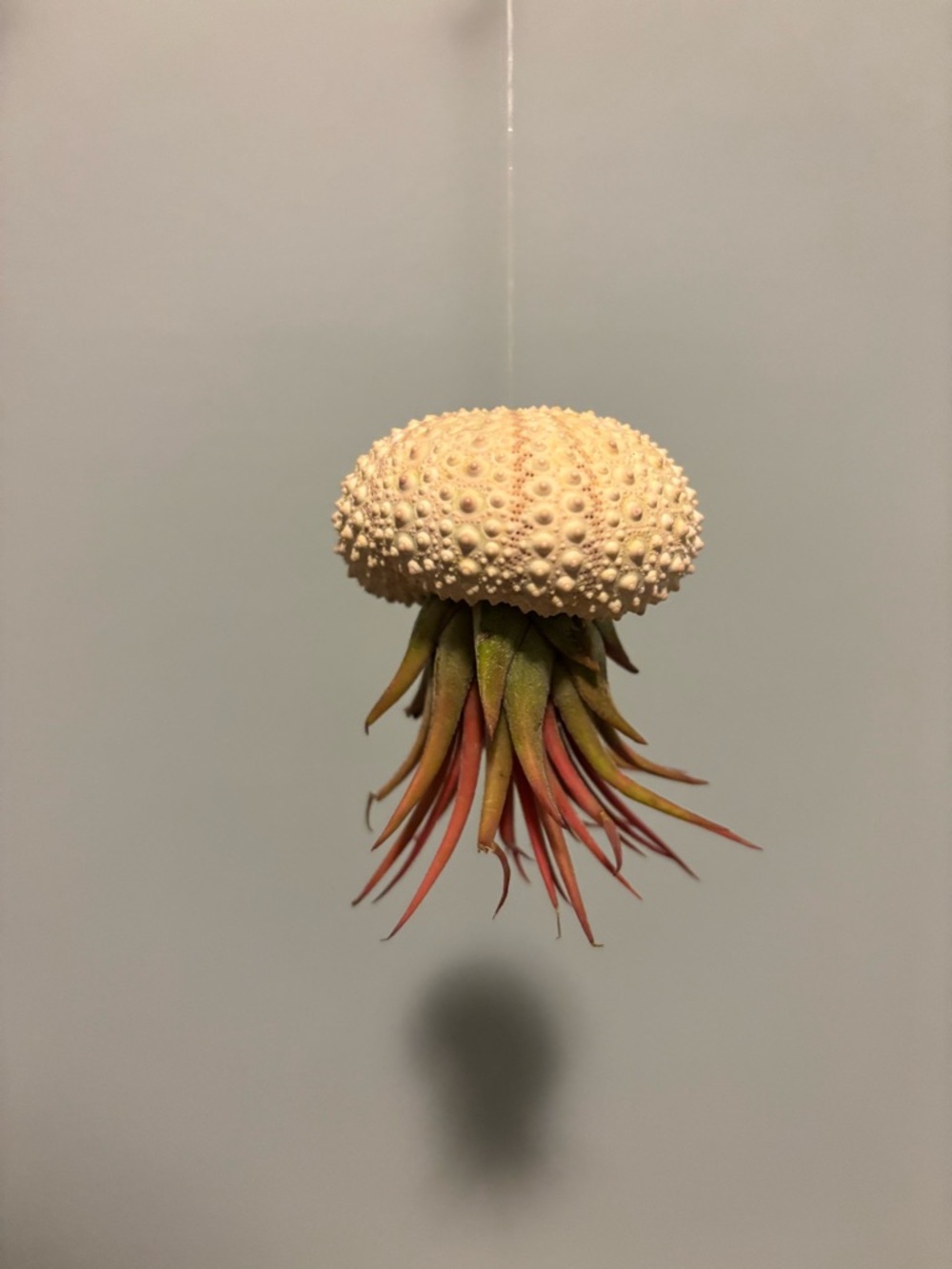 Hanging Sea Urchin Air Plant Holder -Pale Pink *includes air plant
